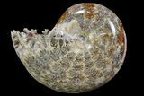 Polished, Agatized Ammonite (Phylloceras?) - Madagascar #149214-1